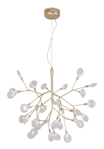 EVITA_SP36_GOLD_TRANSPARENT